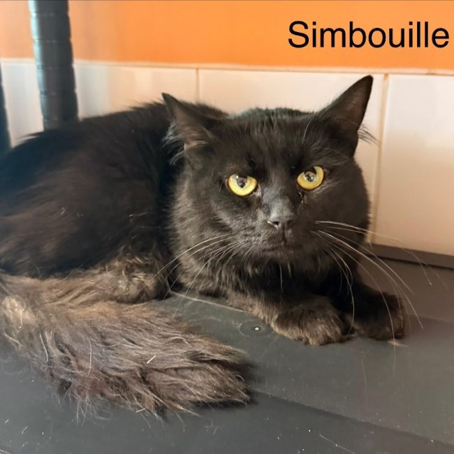 Simbouille - Chat Européen à adopter