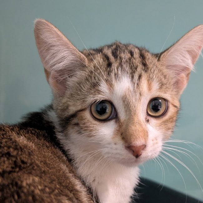 Natoo - Chat Européen à adopter