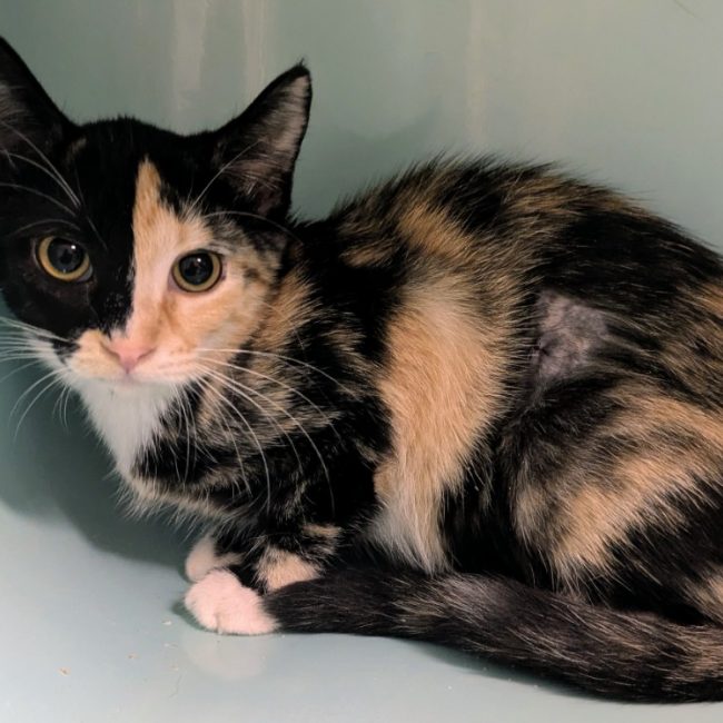 Cocotte - Chat Européen à adopter