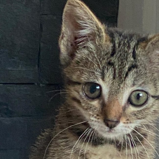 Opale - Chat Européen à adopter