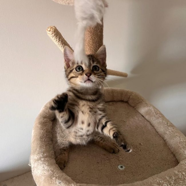 Nori - Chat Européen à adopter