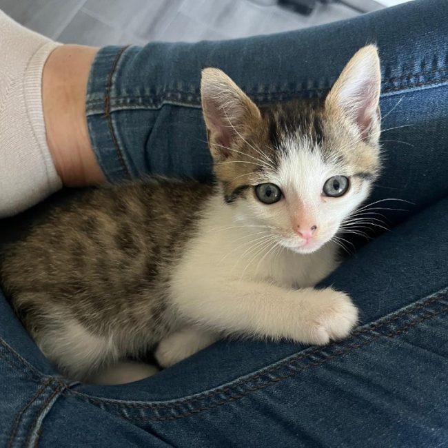 Lumi - Chat à adopter