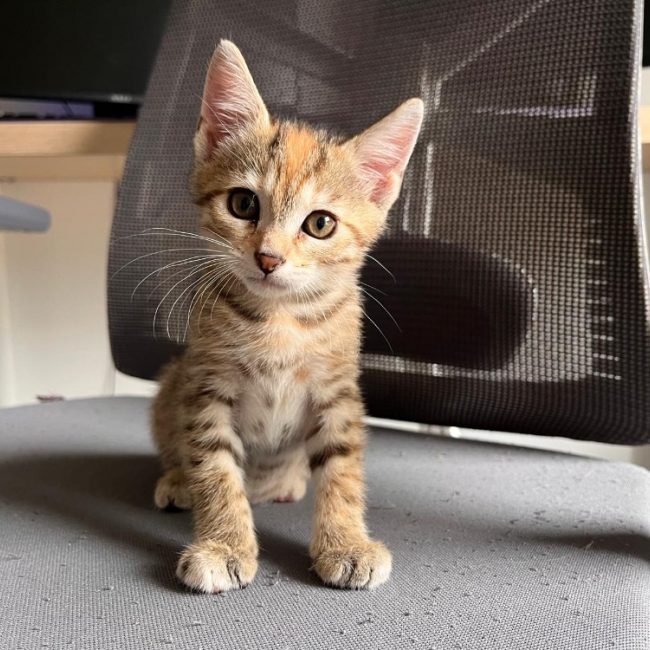 Moka - Chat Européen à adopter