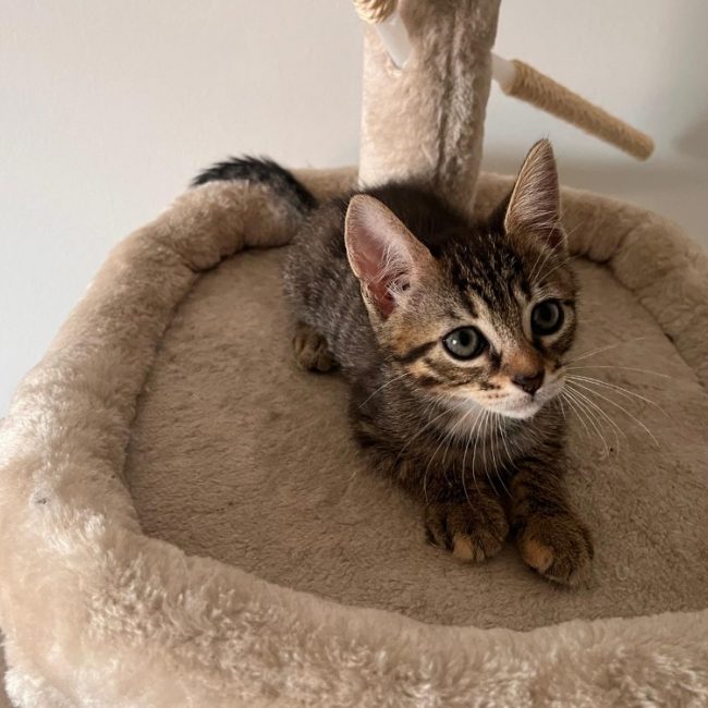 Miso - Chat Européen à adopter