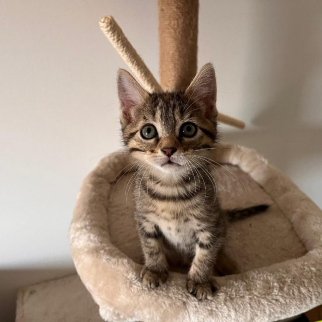 Sora - Chat Européen à adopter
