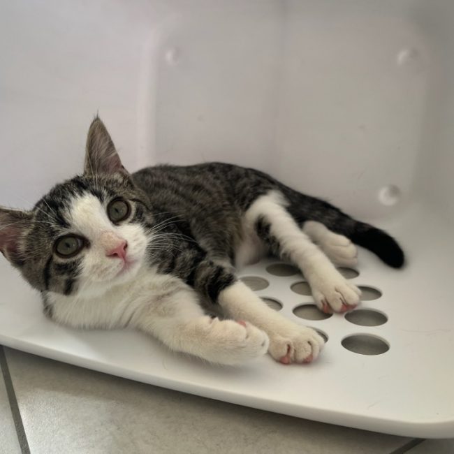 Arturette - Chat Européen à adopter