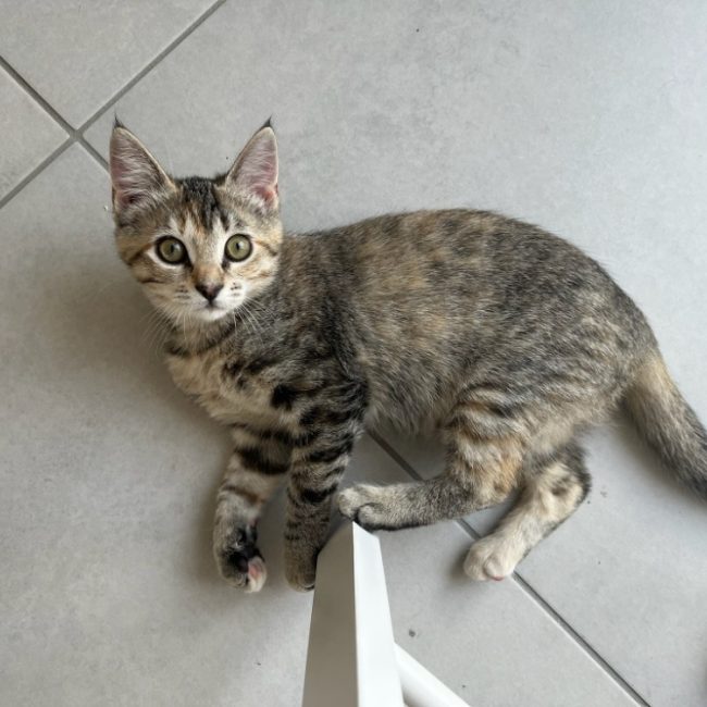 Samba - Chat Européen à adopter