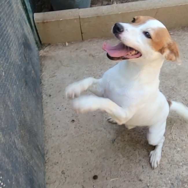 Rocky - Chien à adopter