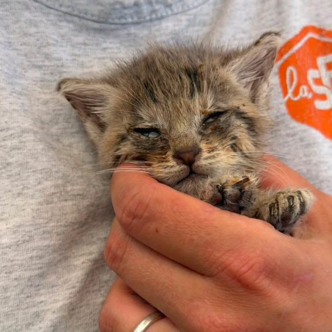 Rikiki - Chat Européen à adopter