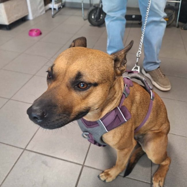 Ruby - Chien à adopter