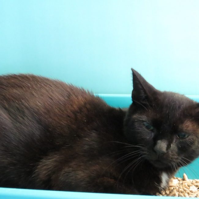 Tammy - Chat Européen à adopter