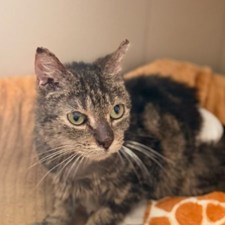 May - Chat Européen à adopter