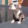 Milo