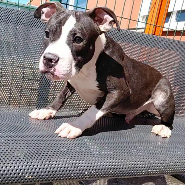 Loki