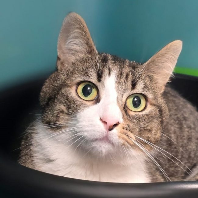 Melwin - Chat Européen à adopter