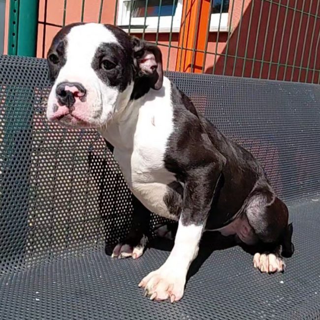 Stella - Chien à adopter