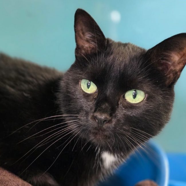 Totoro - Chat Européen à adopter