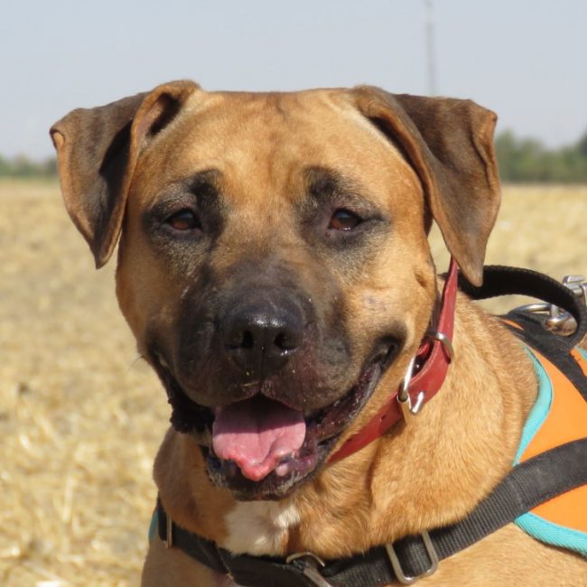 Tamagoshie - Chien Bouledogue Américain à adopter