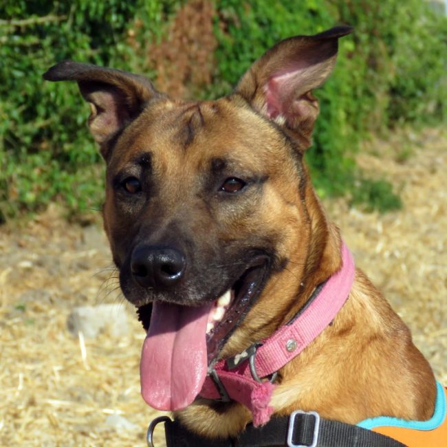 Mirio - Chien à adopter