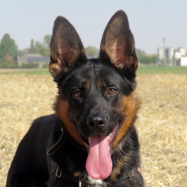 Billy - Chien Berger Allemand à adopter