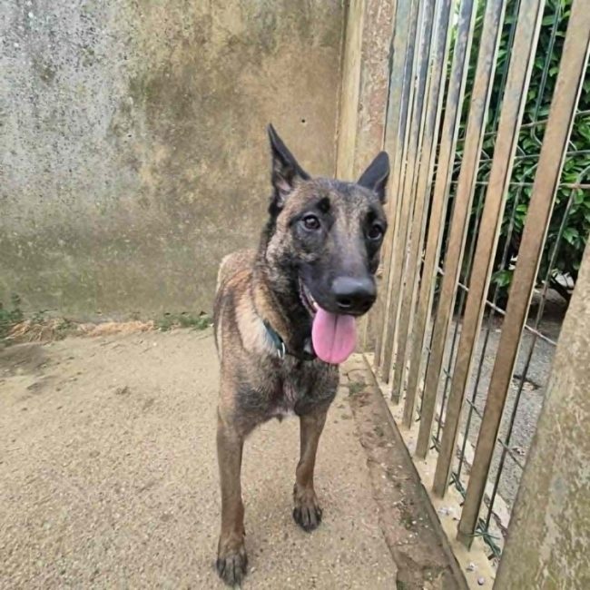 Utah - Chien Berger Belge Malinois à adopter
