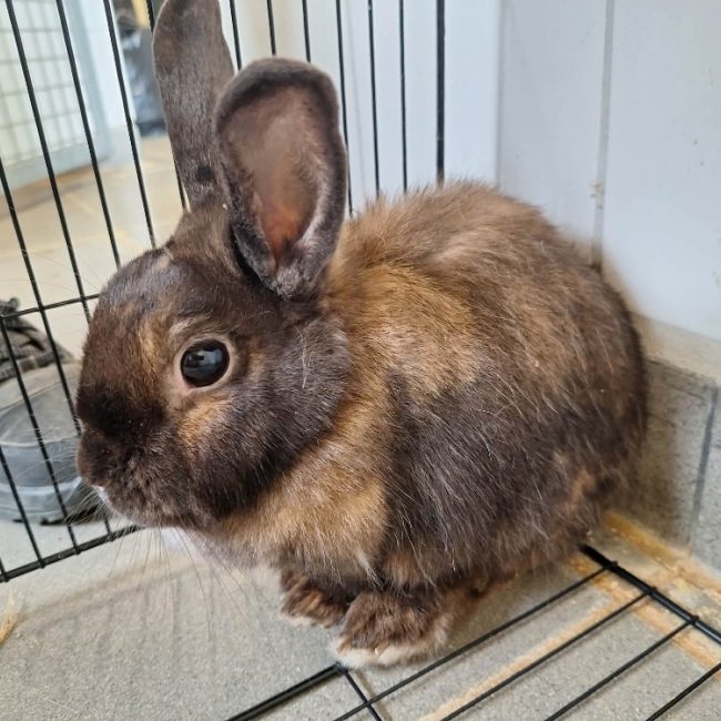 Coriandre - Rongeur Lapin à adopter