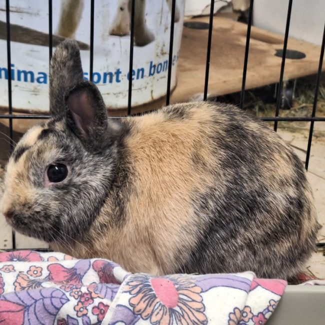 Persil - Rongeur Lapin à adopter