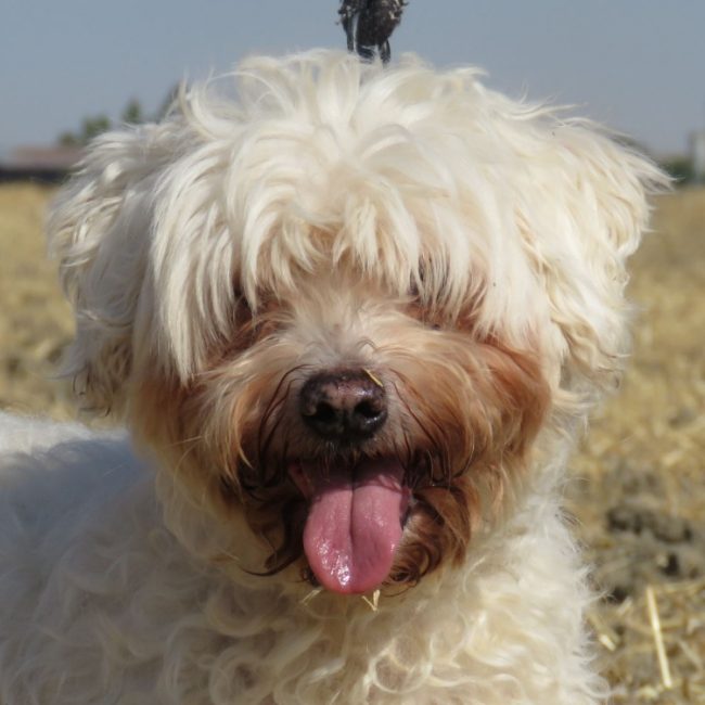 Ipso - Chien Bichon à poil frisé à adopter