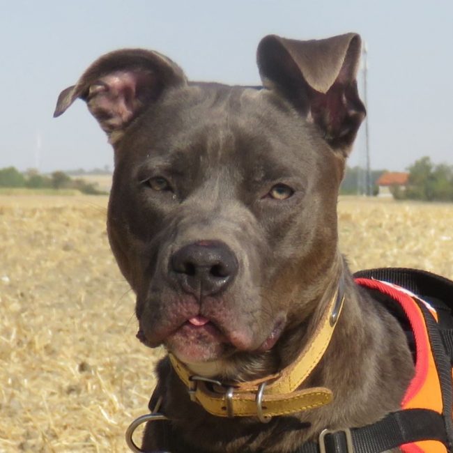 Valentin - Chien à adopter