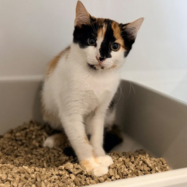 Sparrow - Chat Européen à adopter