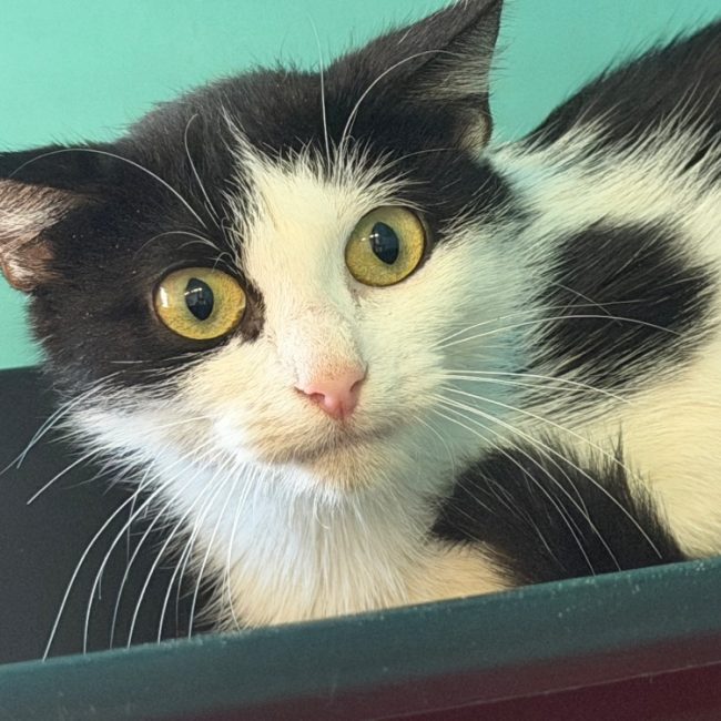 Maya - Chat Européen à adopter