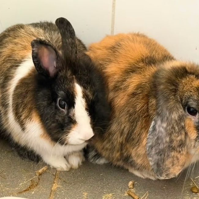 Plumette - Rongeur Lapin à adopter