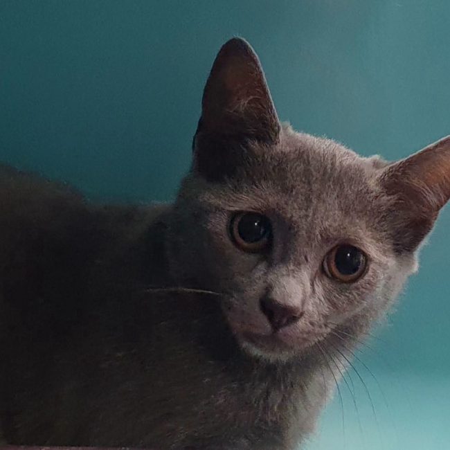 Kelly - Chat Européen à adopter