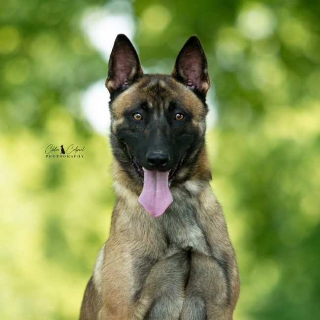 Pesto - Chien Berger Belge Malinois à adopter