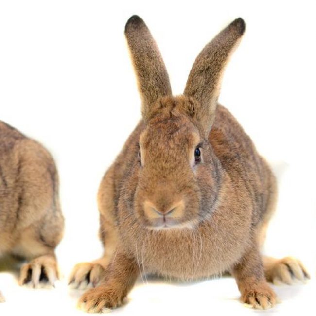 Kala - Rongeur Lapin à adopter