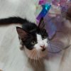 LOKI