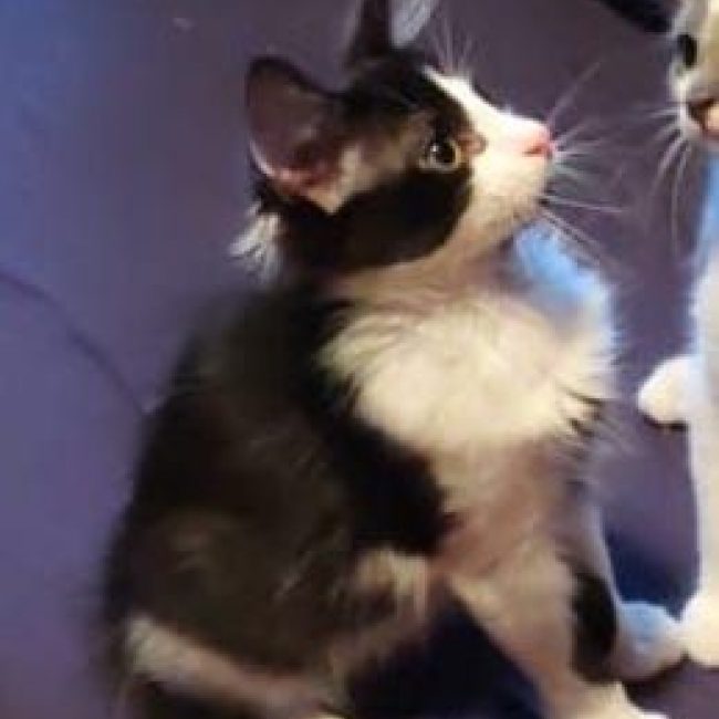 LOKI