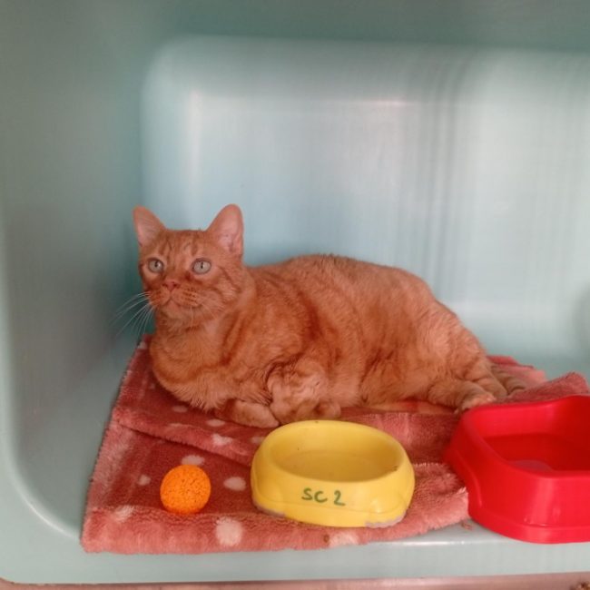 Simba