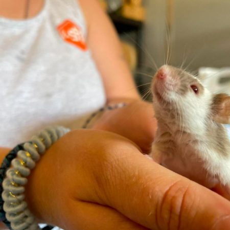 Claude - Rongeur Souris à adopter