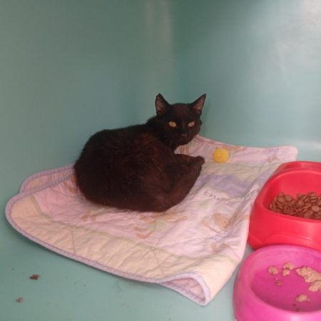 Heol - Chat Européen à adopter