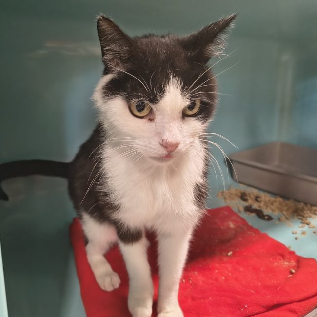 Picollino - Chat Européen à adopter