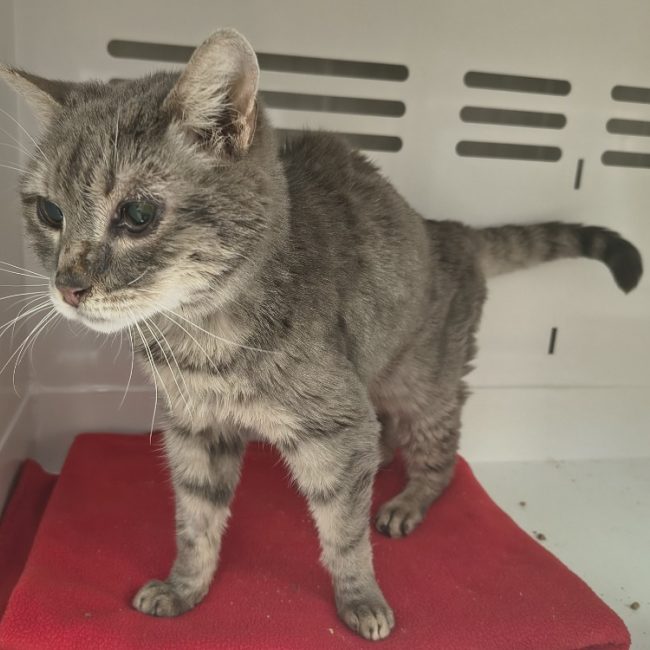 Martine - Chat Européen à adopter