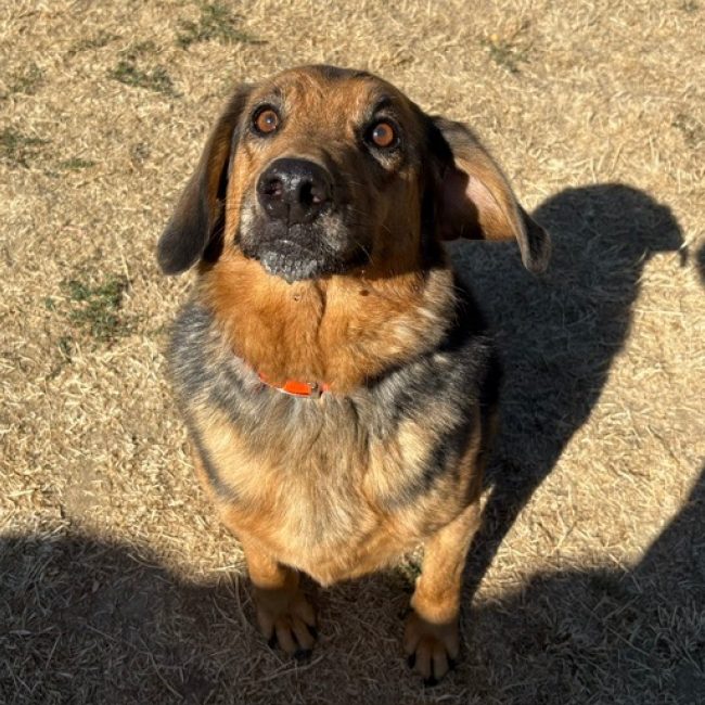 Marcus - Chien à adopter