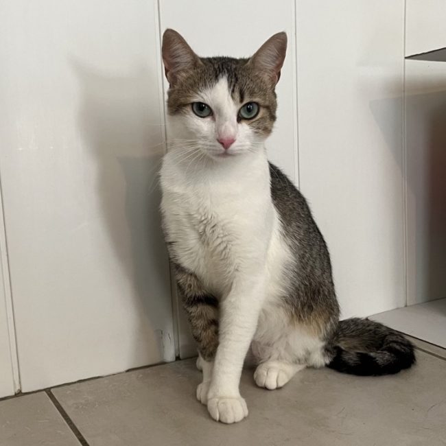 Pompom - Chat Européen à adopter