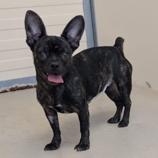 Bidouille - Chien à adopter