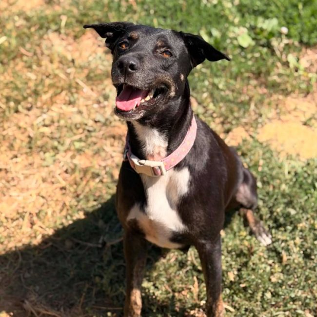 Saga - Chien Berger à adopter
