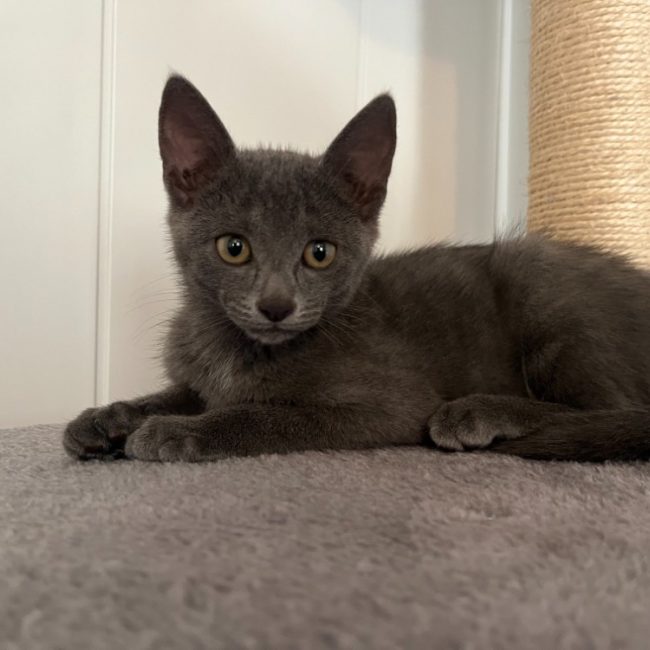 Bidou - Chat Européen à adopter