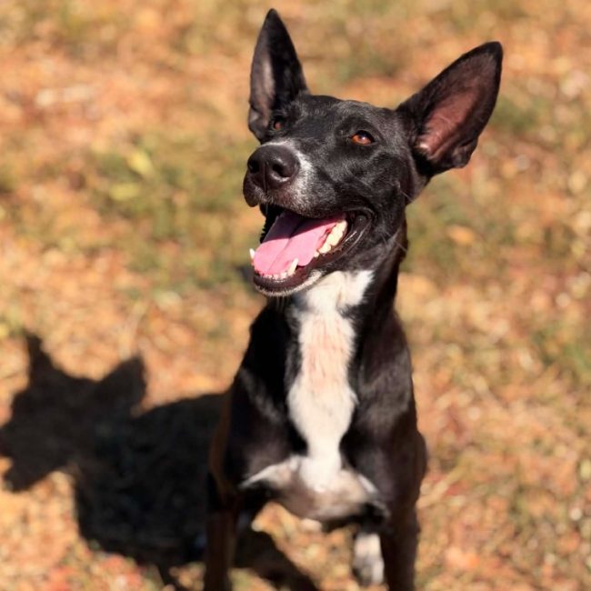Vale - Chien Berger à adopter