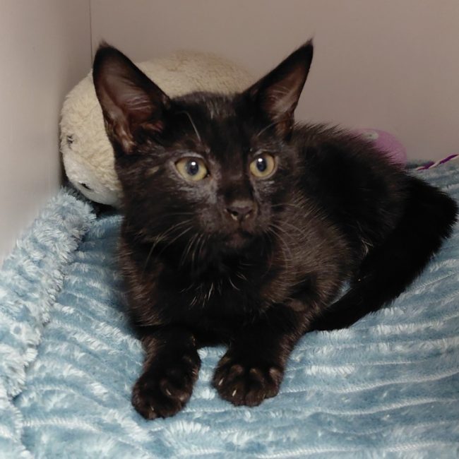 Mia - Chat Européen à adopter