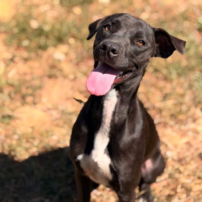 Latina - Chien Berger à adopter